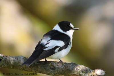 Collared Flycatcher - Ficedula albicollis