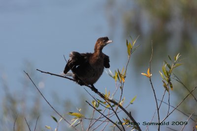 Pygmy Cormorant - Phalacrocorax pygmeus