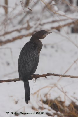 Pygmy Cormorant - Phalacrocorax pygmeus