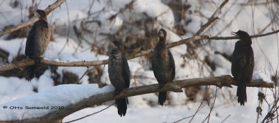 Pygmy Cormorant - Phalacrocorax pygmeus