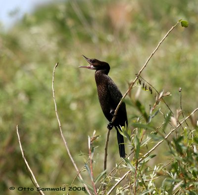 Pygmy Cormorant - Phalacrocorax pygmeus