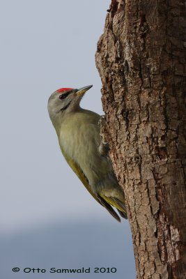 Grey-headed Woodpecker - Picus canus