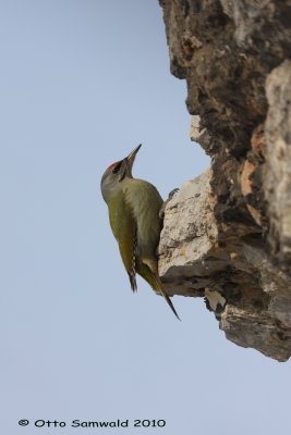 Grey-headed Woodpecker - Picus canus