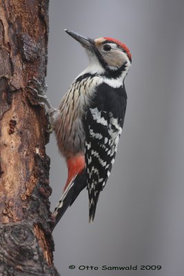 White-backed Woodpecker - Dendrocopos leucotos