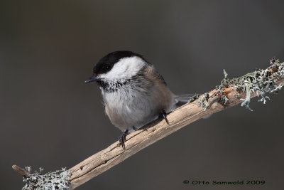 Willow Tit - Parus montanus