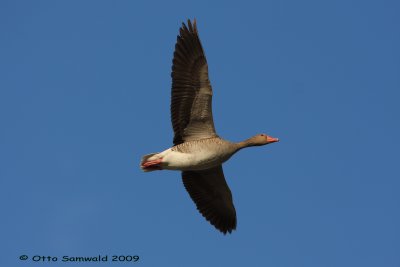 Greylag Goose - Anser anser