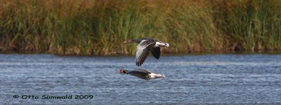 Greylag Goose - Anser anser