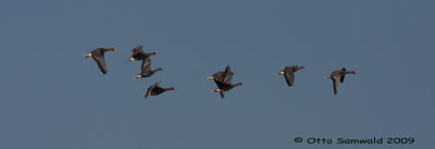 Greater White-fronted Goose - Anser albifrons