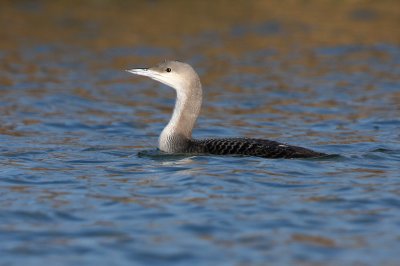 Black-throated Loon - Gavia arctica