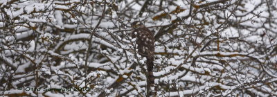 Sparrowhawk - Accipiter nisus