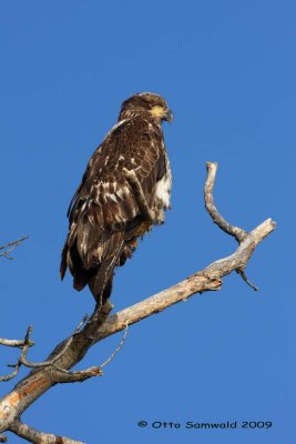 Bald Eagle - Haliaeetus leucocephalus