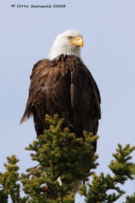 Bald Eagle - Haliaeetus leucocephalus