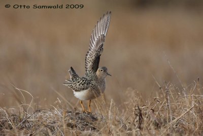 Buff-breasted Sandpiper - Tryngites subruficollis