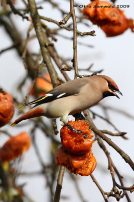 Waxwing - Bombycilla garrulus