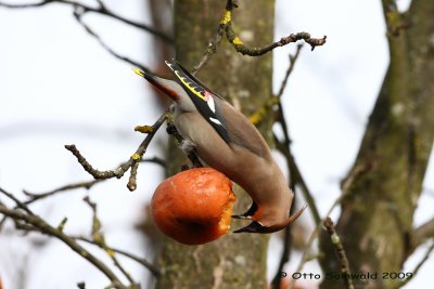 Waxwing - Bombycilla garrulus