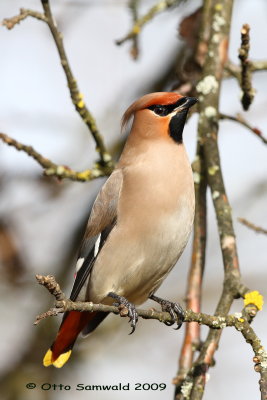 Waxwing - Bombycilla garrulus