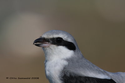 Great Grey Shrike - Lanius excubitor