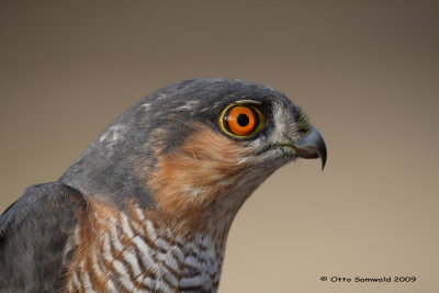 Sparrowhawk - Accipiter nisus