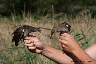 Spotted Crake & Water Rail - Porzana porzana & Rallus aquaticus