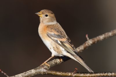 Brambling - Fringilla montifringilla