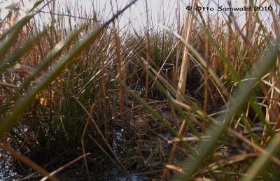 Jack Snipe - Lymnocryptes minimus