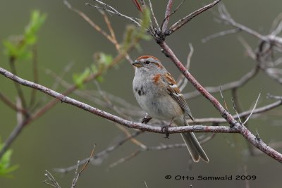 American Tree Sparrow - Spizella arborea