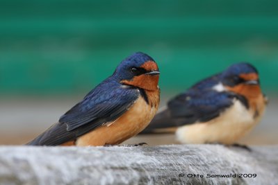 Barn Swallow - Hirundo rustica erythrogaster