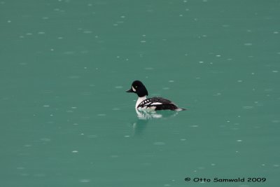 Barrows Goldeneye - Bucephala islandica