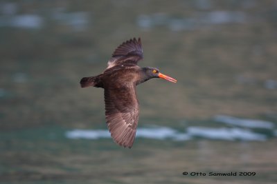 Black Oystercatcher - Haematopus bachmanni