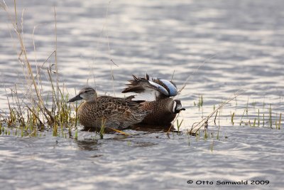 Blue-winged Teal - Anas discors