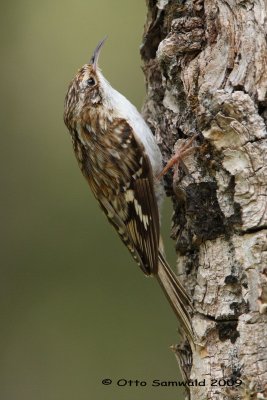 Brown Creeper - Caertia americana