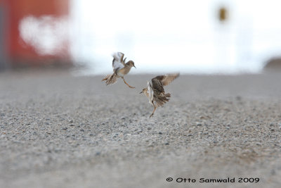 Buff-breasted Sandpiper - Tryngites subruficollis