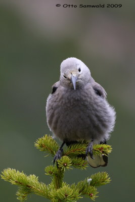 Clarks Nutcracker - Nucifraga columbiana