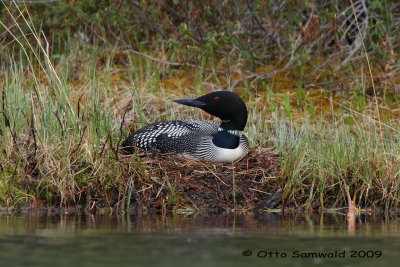 Common Loon - Gavia immer