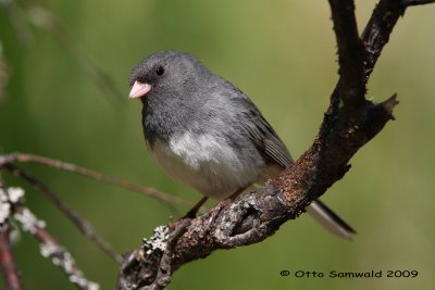 Dark-eyed Junco - Junco hyemalis