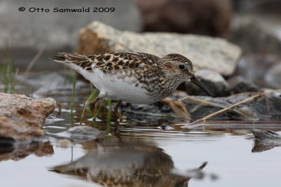 Least Sandpiper - Calidris minutilla