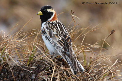 Lapland Longspur - Calcarius lapponicus