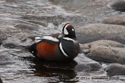 Harlequin Duck - Histrionicus histrionicus