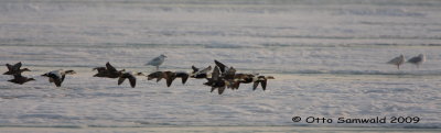 King Eider & Common Eider - Somateria spectabilis & S. mollissima