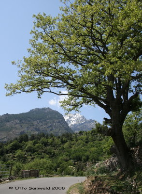 Ascovalley