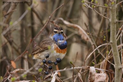 Bluethroat - Luscinia svecica cyanecula