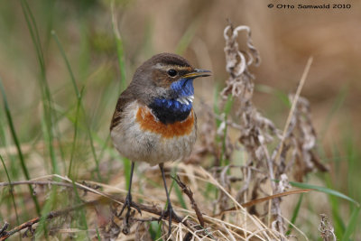 Bluethroat - Luscinia svecica cyanecula