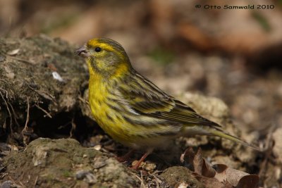 Serin - Serinus serinus