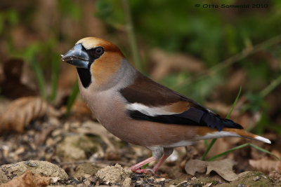 Hawfinch - Coccothraustes coccothraustes