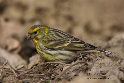 Serin - Serinus serinus