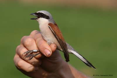 Red-backed Shrike - Lanius collurio