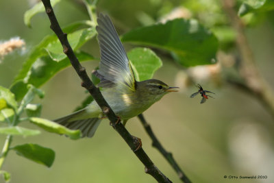 Willow Warbler - Phylloscopus trochilus