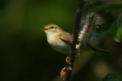 Willow Warbler - Phylloscopus trochilus