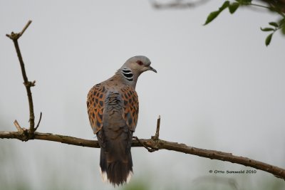 Turtle Dove - Streptopelia turtur