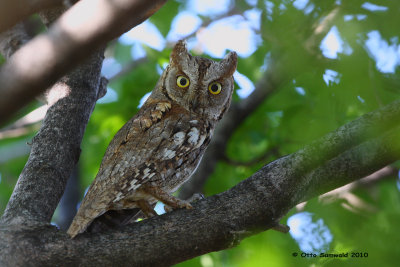 Scops Owl - Otus scops